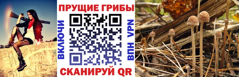 Псилоцибиновые грибы прущие грибы Пустошка
